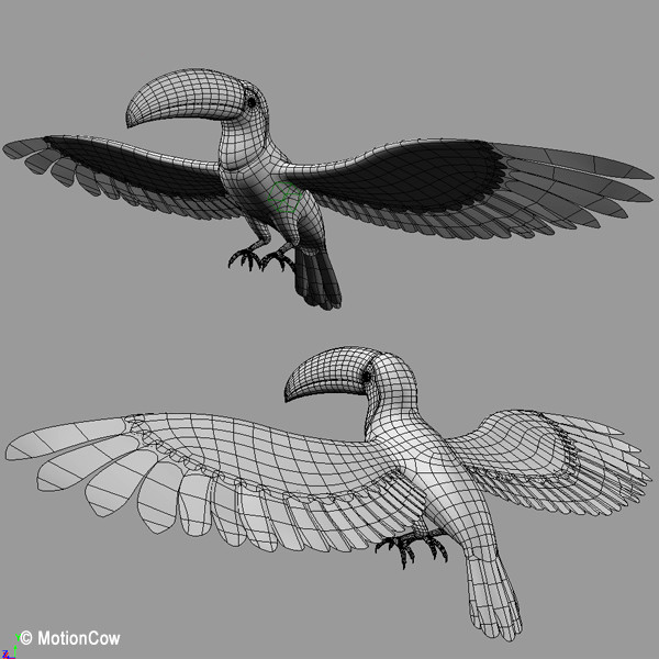 max flying toucan - Toucan A  ( Flying ) by MotionCow